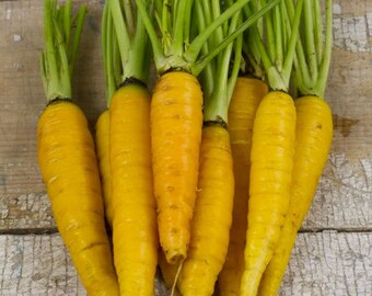 Solar Yellow,  Carrot,   Heirloom Garden Seeds   Open Pollinated Container Gardening Vegetable Seeds Garden Seeds Non-GMO