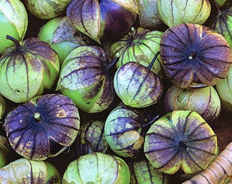 Purple de Milpa, Heirloom Tomatillo Seeds: Heirloom, Compact 3-4ft Plants