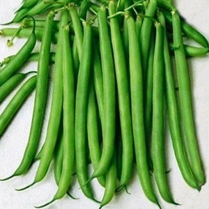 Slenderette Bush   Beans,  Heirloom Garden Seeds  Open Pollinated   Container Gardening  Vegetable Garden Seeds   Non-GMO