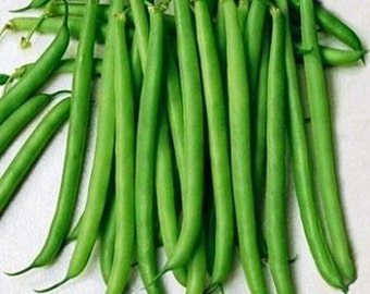 Slenderette Bush   Beans,  Heirloom Garden Seeds  Open Pollinated   Container Gardening  Vegetable Garden Seeds   Non-GMO