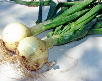 Walla Walla,  Onion,  Heirloom Garden Seeds  Garden Seeds Naturally Grown Open Pollinated Sweet Tasting Gardening Non-GMO