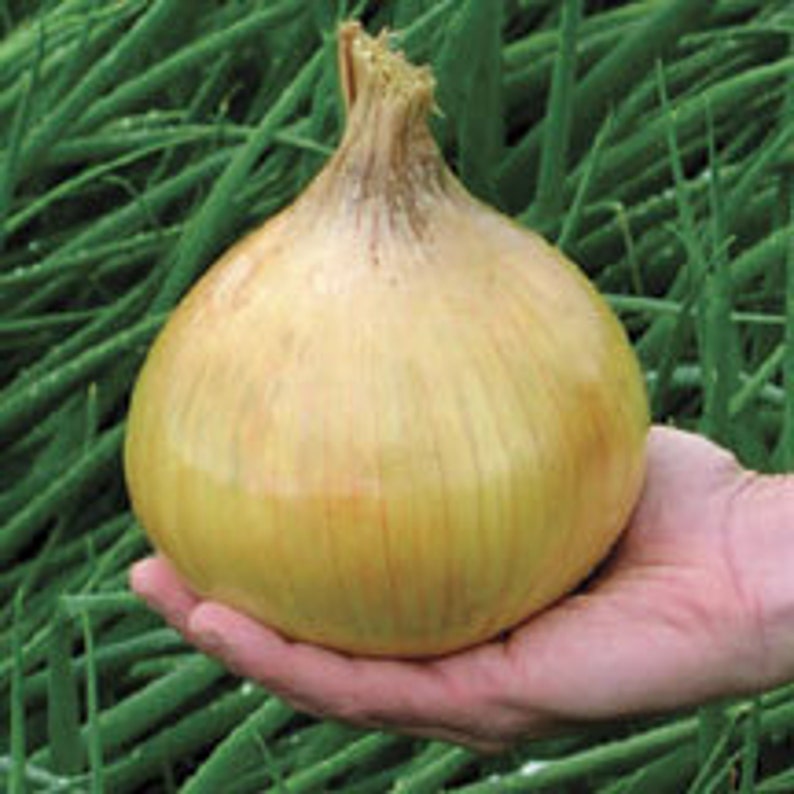 Ailsa Craig, Onion, Heirloom Garden Seeds Exhibition Vegetable Seeds Huge Bulbs Open Pollinated Container Gardening Non-GMO image 2