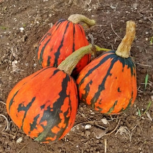 Lakota, Winter Squash, Heirloom Seeds, Open Pollinated Gardening Non-GMO