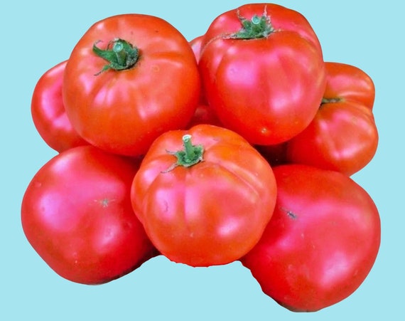 Red Slicer Tomato