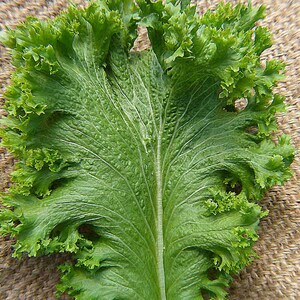 Green Wave,   Mustard,    Heirloom Seeds,  Salad Greens   Open Pollinated   Container Garden   Non-GMO