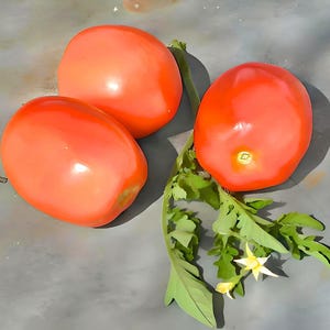 Northern Ruby Paste, Tomato Seeds:  Heirloom (Organic, Open Pollinated)