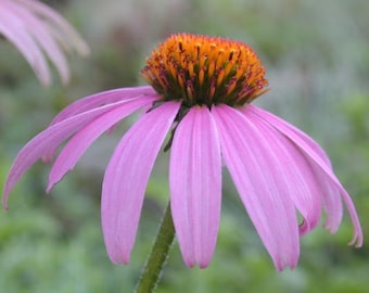 Purple Coneflower  Echinacea  100+ Heirloom Garden Seeds  Medicinal Herbs  Hummingbird Friendly  Non-GMO