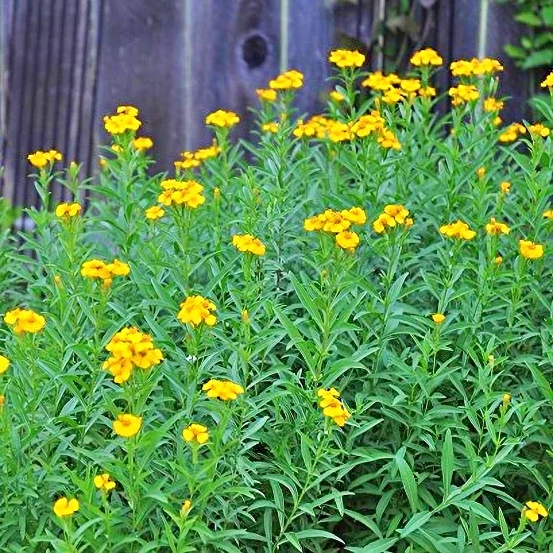 Mexican Tarragon, Mexican Marigold, Heirloom Garden Seeds, Pericon