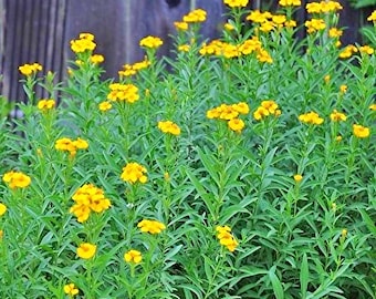 Mexican Tarragon, Mexican Marigold, Heirloom Garden Seeds, Pericon, Sweet Mace, - Herb of Gods and Emperors (Tagetes lucida)