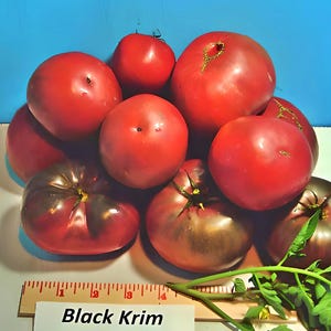 Black Krim, Tomato, Heirloom Seeds, Grown to Organic Standards Open Pollinated Gardening Non-GMO