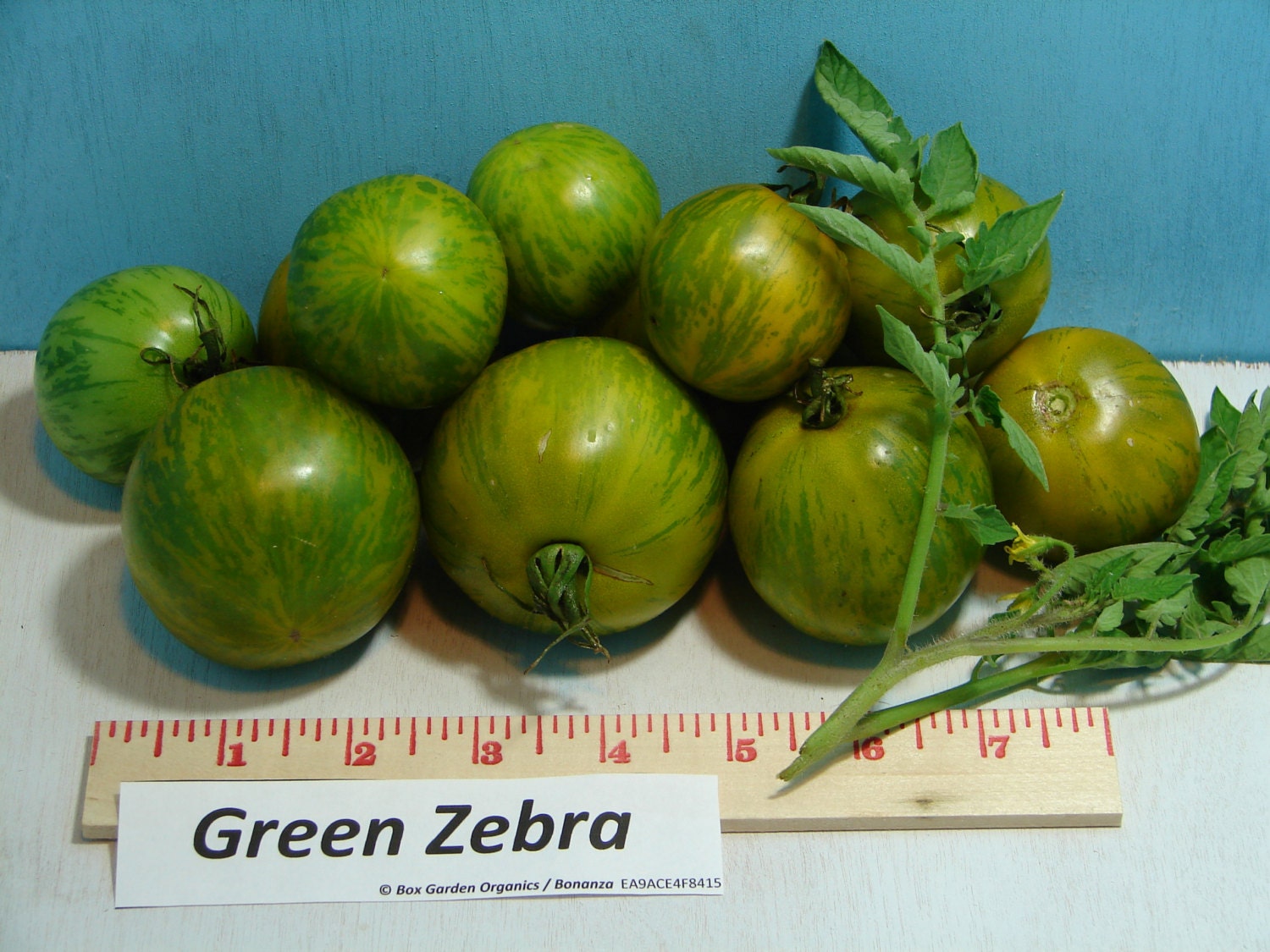 green zebra tomato description green zebra tomato description