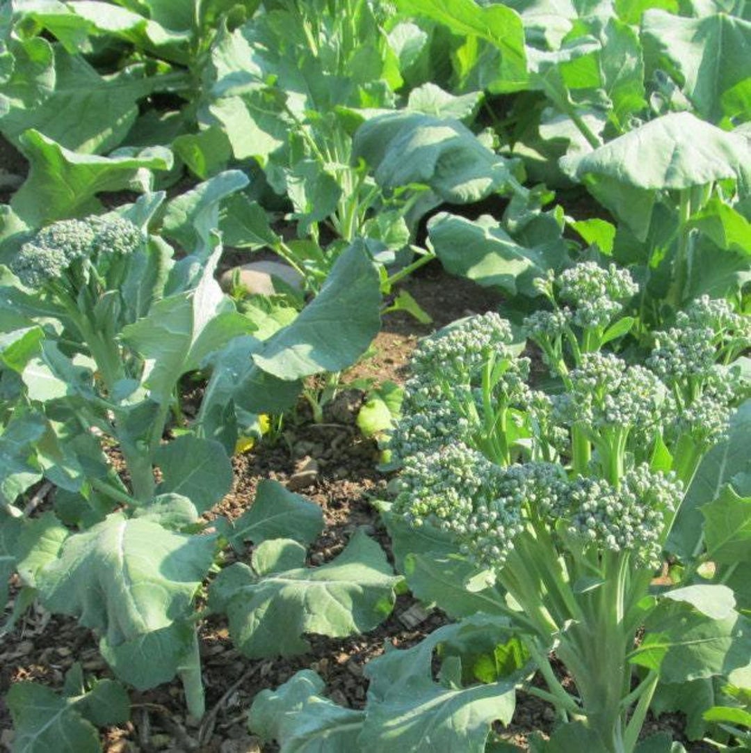 Heirloom Broccoli Raab Seeds - Nutty Rapini Greens for Growing - Etsy