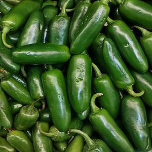 Jalapeno M, Hot Pepper, Heirloom Seeds, Open Pollinated Container Gardening Vegetable Seeds Non-GMO
