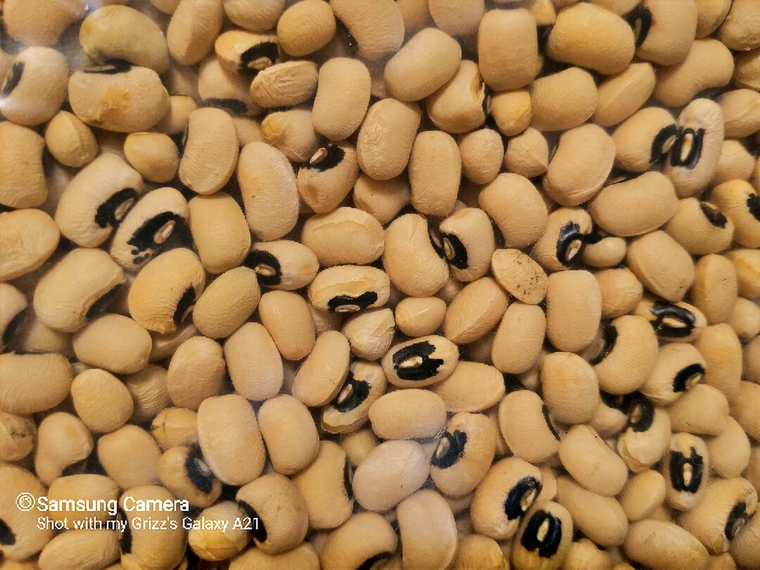 California Blackeye cowpeas, Dry Bush Bean, Heirloom Garden Seeds Non