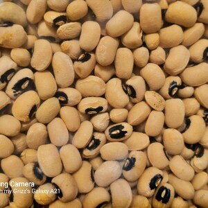 California Black-Eye (Cowpeas),  Dry Bush Bean,   Heirloom Seeds,  Non-GMO