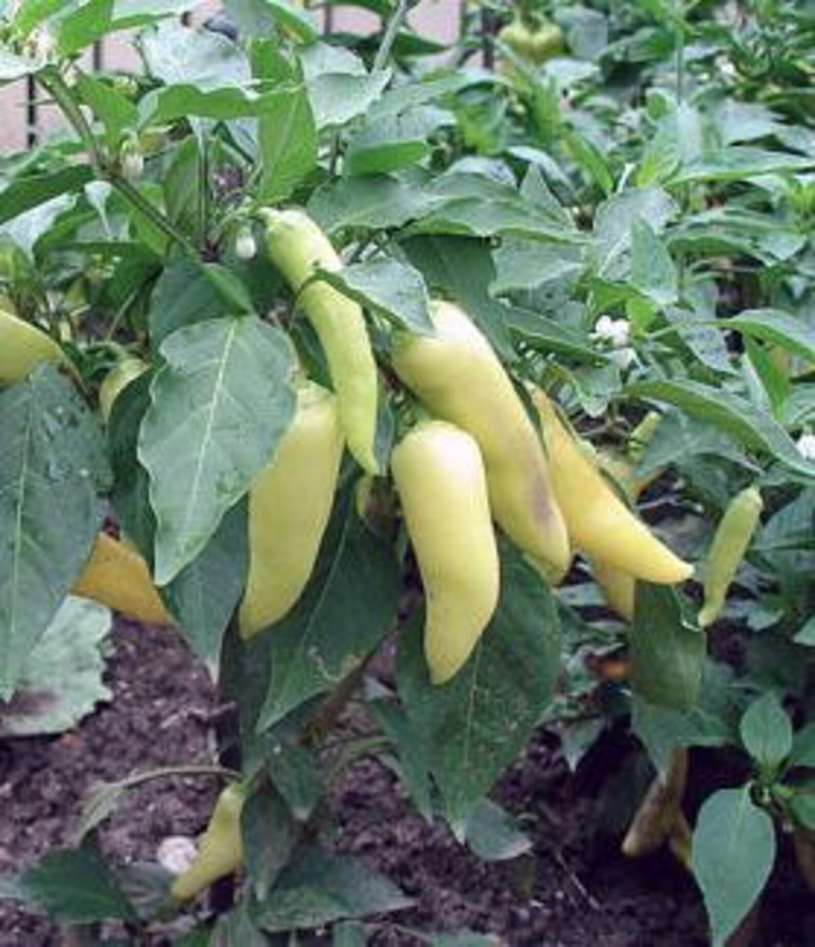 Sweet Banana Pepper Seeds Heirloom Frying Pickling Pepper Etsy