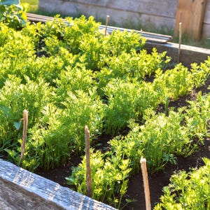 Nan Ling Leaf Celery Seeds: Variety, Non-GMO image 3