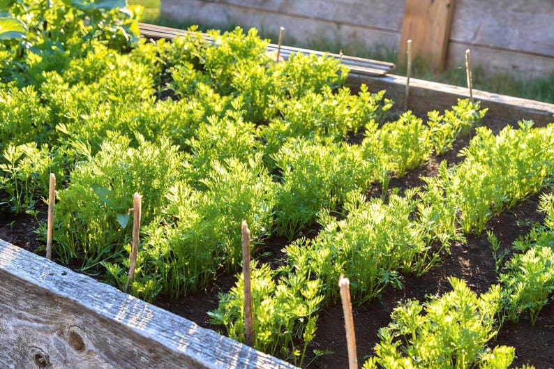 Nan Ling Leaf Celery Seeds: Variety, Non-GMO image 3