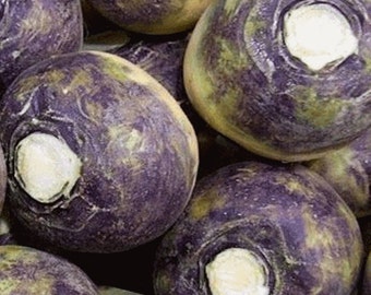 American Purple Top Rutabaga   Heirloom Seeds  Open Pollinated Container Gardening Vegetable Seeds Garden Seeds Non-GMO