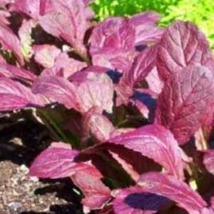 Japanese Giant Garnet,   Mustard,   Heirloom Garden Seeds  Naturally Grown  Open Pollinated Micro Greens  Gardening Non-GMO