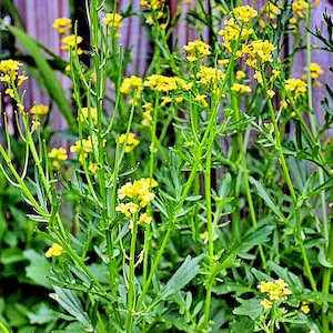 Yellow (White),  Mustard,    Heirloom Seeds,   Culinary Open Pollinated   Micro Greens  Gardening Non-GMO