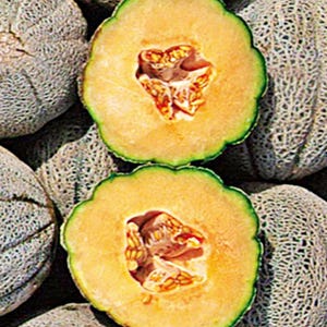 Hearts of Gold Cantaloupe Seeds: Sweet Orange Flesh, Heirloom