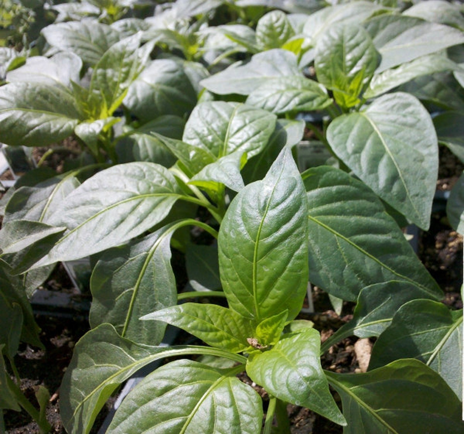 Jupiter Sweet Bell Pepper Seeds / Heirloom Open Pollinated Etsy