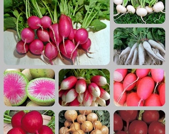 Extreme Radish Mix  Heirloom Garden Seeds   Garden Open Pollinated Fun For Kids Gardening Non-GMO