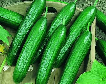 Beit Alpha,  Cucumber,  Heirloom Garden Seeds  Garden Non-GMO