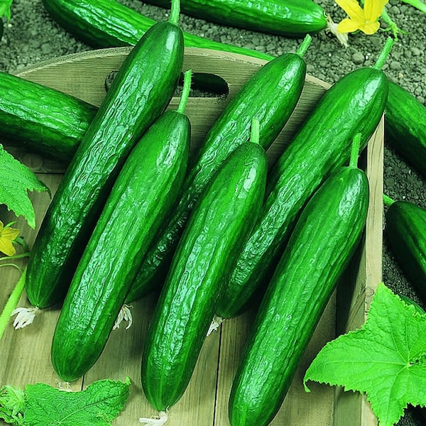 Beit Alpha,  Cucumber,  Heirloom Garden Seeds  Garden Non-GMO