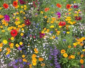 Bee Friendly,  Wildflower Mix,  Heirloom Garden Seeds  Open Pollinated  Perennials and Annuals Non-GMO