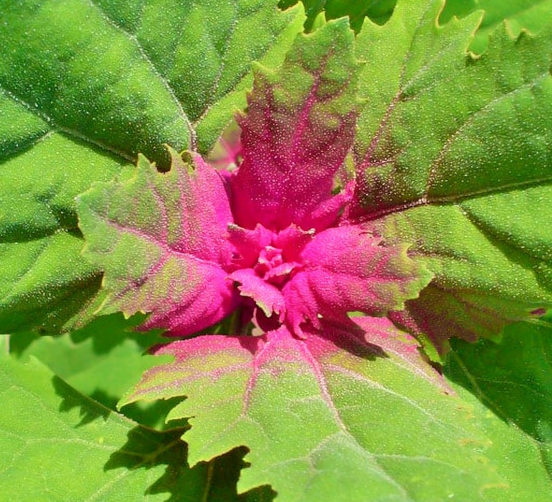 Lambsquarters, Magenta Spreen, Heirloom Garden Seeds Organic Heirloom Open Pollinated Container Gardening Garden Seeds Non-GMO image 2