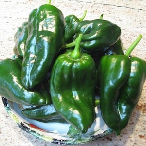 Ancho Grande,  Hot Pepper,   Heirloom Seeds,  Poblano  Easy to Grow   Popular Chilies   Mild Heat   Non-GMO