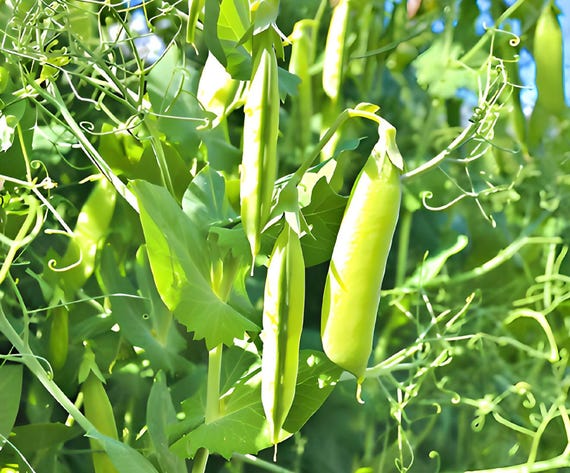 Amish Snap Pea Seeds: Heirloom Organic Vegetable Gardening