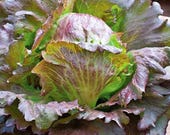 Produkt z tego sklepu