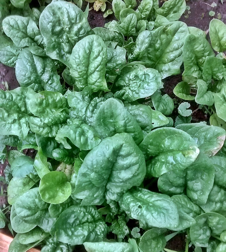 Bloomsdale Long Standing Spinach Heirloom Garden Seed Etsy