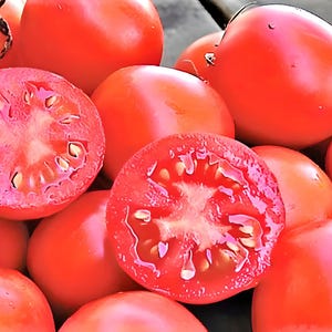 Siberian,  Tomato,  Heirloom Seeds, Grown to Organic Standards Open Pollinated Gardening Non-GMO