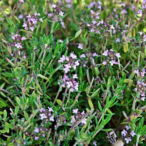 Common Thyme,  Culinary & Medicinal  Herbs,  Heirloom Seeds,       GMO Free