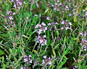 Common Thyme,  Culinary & Medicinal  Herbs,  Heirloom Garden Seeds       GMO Free