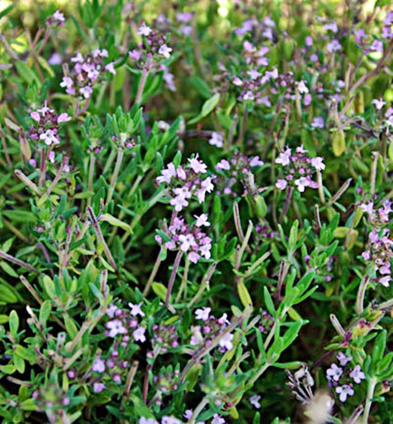 Common Thyme, Culinary & Medicinal Herbs, Heirloom Garden Seeds GMO Free image 1