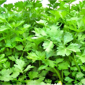 Nan Ling Leaf Celery Seeds: Variety, Non-GMO image 1