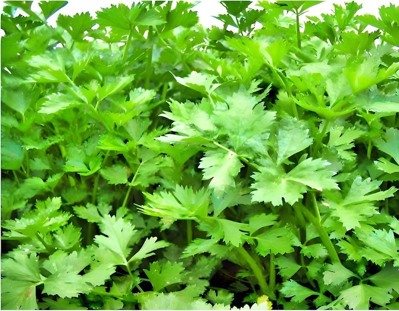 Nan Ling Leaf Celery Seeds: Variety, Non-GMO image 1