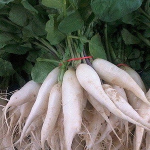 White Icicle  Radish  Heirloom Garden Seeds  100+ Seeds Delicious Roots Non-GMO