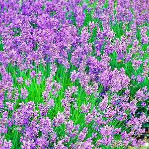 Vera Lavender, Culinary & Medicinal Herbs, Heirloom Seeds, Fragrant Mosquito Repellent