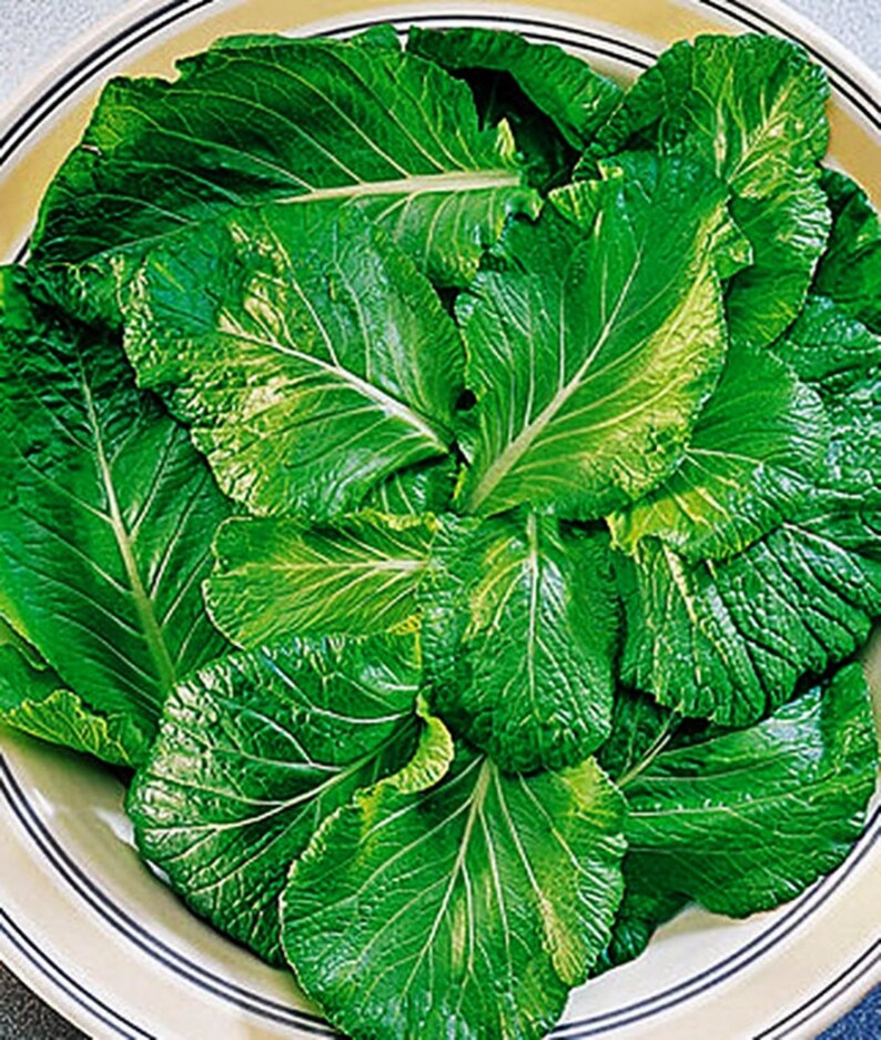 Tendergreen Komatsuna Mustard Seeds NonGMO Naturally Etsy