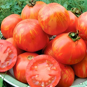 Tigerella, Tomato, Heirloom Seeds, Grown to Organic Standards Open Pollinated Gardening Non-GMO
