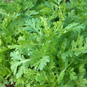Chop Suey,   Greens,   Heirloom Seeds,   Asian Greens    Culinary & Medicinal Herbs Non-GMO