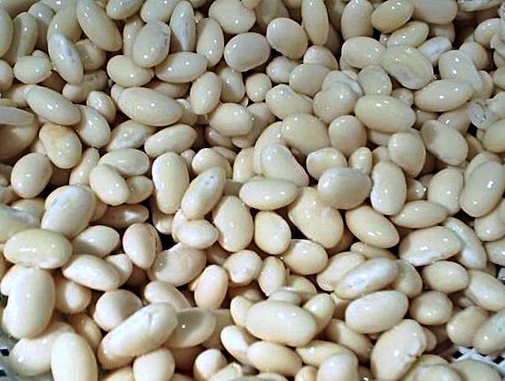 Navy Dry Shell Bean Seeds Heirloom Open Pollinated Garden Etsy 日本