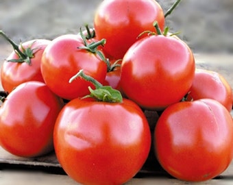 Manitoba, Tomato,  Heirloom Garden Seeds   Extra Early Heavy Yields Open Pollinated  Gardening Non-GMO