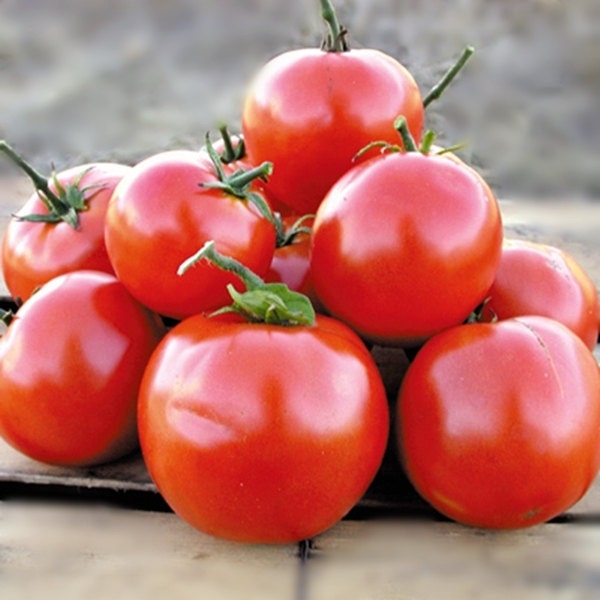 Manitoba, Tomato,  Heirloom Garden Seeds   Extra Early Heavy Yields Open Pollinated  Gardening Non-GMO